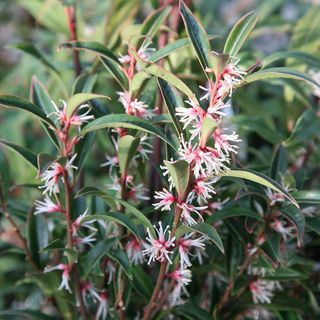 Sarcococca hookeriana var. digyna 'Purple Stem'