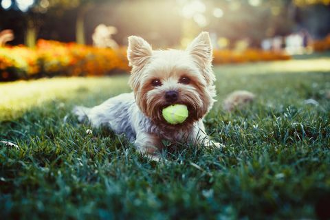 Beau yorkshire terrier jouant avec une balle sur l'herbe