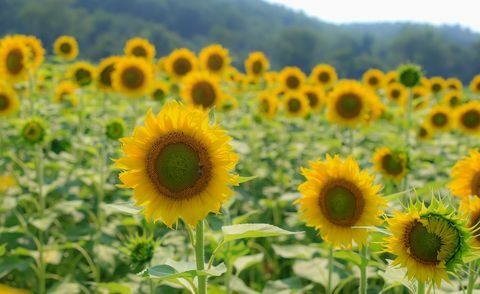 Le champ de tournesols d'un kilomètre de long du domaine biltmore est maintenant en pleine floraison