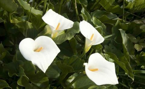 plantes-tropicales-zantedeschia-aethiopica