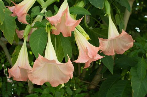 fleur de datura