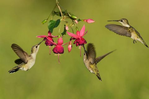 Colibri à gorge noire Archilochus alexandri femelles se nourrissant de fuchsia en fleurs, Hill Country, Texas, États-Unis