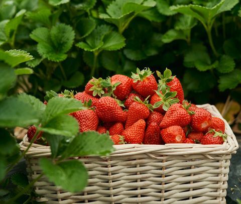 travaux de jardinage pour la récolte des fraises de juin