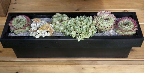 Jardinière en métal noir avec plantes succulentes mixtes, 'The Sadolin Nature to Nurture Garden', Hampton Court Flower Show, 2009, conçu par Philippa Pearson