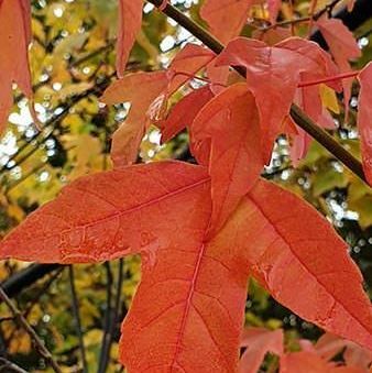 Acer buergerianum érable trident