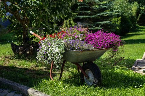 Brouette avec de belles fleurs se dresse dans le jardin