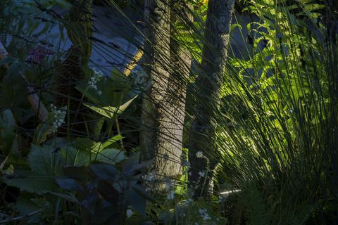 Chelsea Flower Show - Le jardin de la nature de Kate Middleton en soirée, éclairage Philips