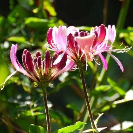 chèvrefeuille en fleurs