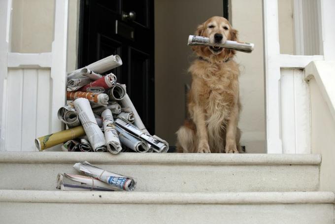 chien golden retriever assis à la porte d'entrée tenant un journal