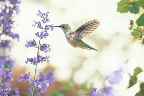 Image carrée d'un colibri se nourrissant de fleurs violettes