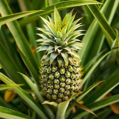 Ananas d'intérieur comestible - Ananas comosus