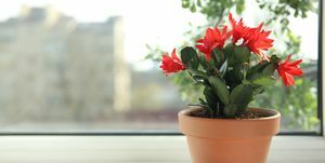 belle plante schlumbergera en fleurs cactus de Noël ou de Thanksgiving en pot sur le rebord de la fenêtre espace pour le texte