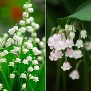 Collection muguet