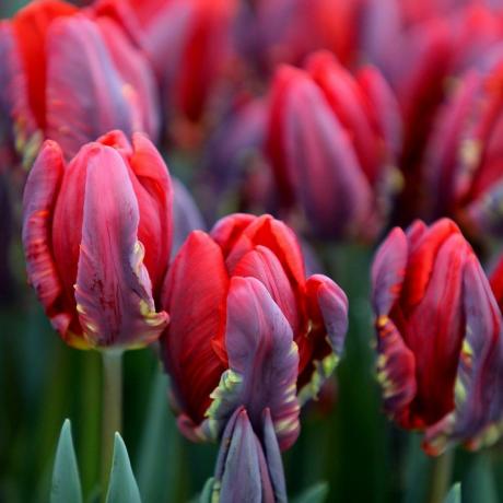 Tulipa 'Rococo' bulbes de tulipes perroquets