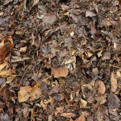 feuilles de recyclage, feuilles de jardin d'automne en partie pourries formant de la moisissure à utiliser dans le jardin comme terreau ou matériau de paillage ou à ajouter au tas de compost