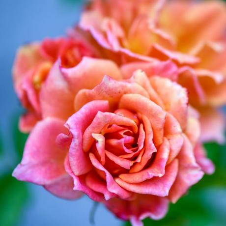 faire pousser des roses fleurs coupées