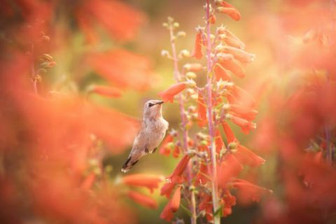 Une femelle colibri à menton noir en vol, la collecte de nectar de fleurs cardinales