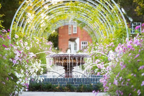 Promenade des glycines avec des fleurs Cosmos en septembre au RHS Garden Wisley