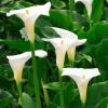 Meilleures plantes à fleurs blanches: planter une bordure blanche ou un jardin blanc