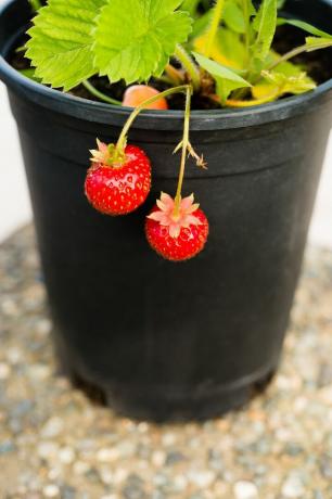 potager d'intérieur