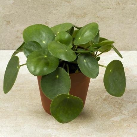 Pilea peperomioides, plante d'argent dans le pot. Plante unique, fond beige.