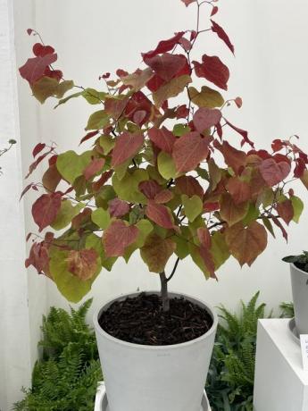 la plante de l'année 2021﻿ de l'exposition florale de chelsea est cercis canadensis 'la flamme éternelle'