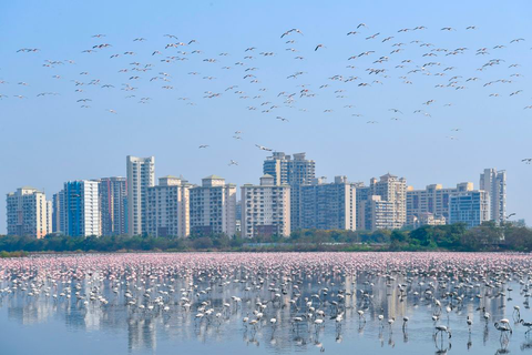 flamants roses à mumbai