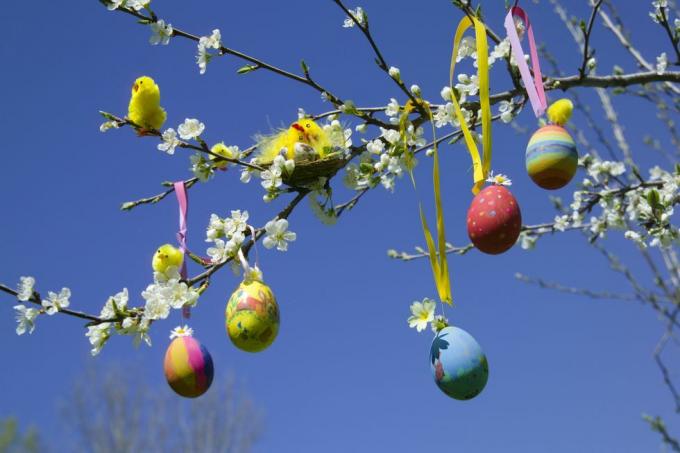 Oeufs de Pâques et poussins jouets sur une branche d'arbre