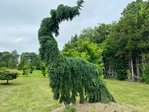 l'arboretum des arbres fous, comme on le voit dans le jardin 2021 du hall de guilde en tant qu'événement artistique