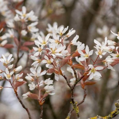 Close up of lisse amélanchier amélanchier laevis fleurs en fleurs