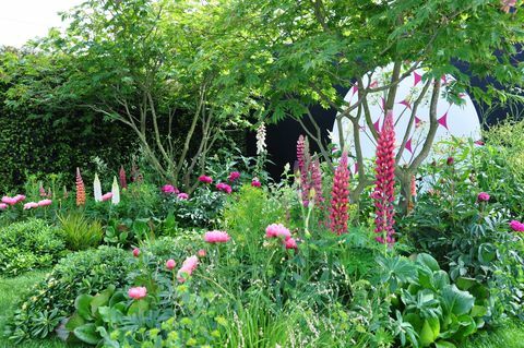 Fleurs roses luxuriantes et vibrantes de lupins et de pivoines dans un jardin d'exposition à la Royal Horticultural Society Chelsea Flower Show 2017