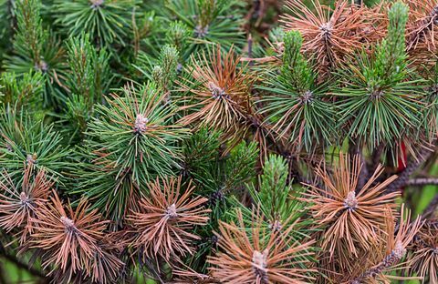 Le pin vert et les aiguilles brunes brûlées par temps aride danger de catastrophe écologique des plantes