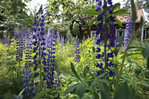 Plantes de lupin dans un jardin de chalet