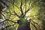 Le Woodland Trust fait appel à 1 million de personnes pour planter des arbres