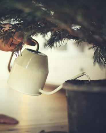 les mains des hommes arrosent un sapin de noël en pot