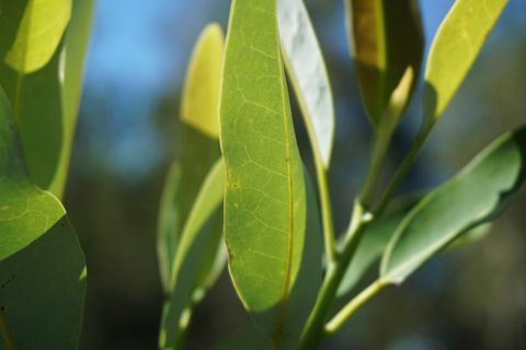 Gros plan sur les feuilles de pagaie vert vif