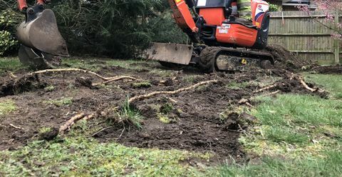 excavation des racines de bambou