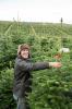 Waitrose vendant des arbres de Noël géants de 9 pieds à temps pour la journée la plus occupée de ventes d'arbres
