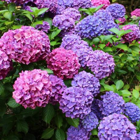 faire pousser des hortensias fleurs coupées