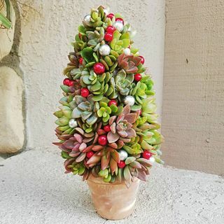 Arbre de Noël succulent en pot