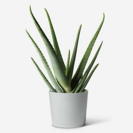 Aloe vera