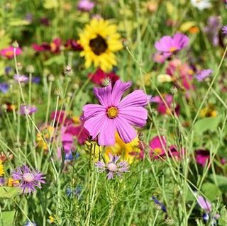 Cadeau de boules de graines de fleurs sauvages