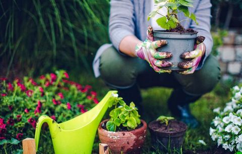 Jardinage en conteneurs