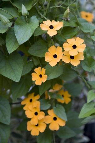 feuilles et fleurs de thunbergia orange