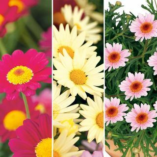 Plantes Argyranthemum - Collection Pretty Daisies