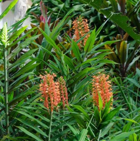 plante hedychium coccineum, brosse hedychium orange ou forme honduras