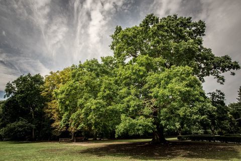 Chêne Gilwell - Arbre de l'année - Woodland Trust - Martyn Milner WTML