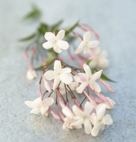 Fleurs de jasmin fraîches