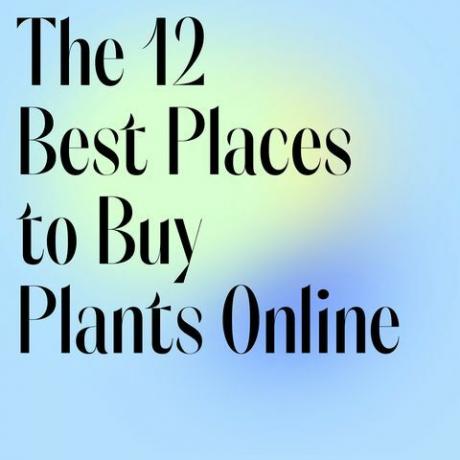 12 superbes endroits pour acheter vos plantes préférées en ligne