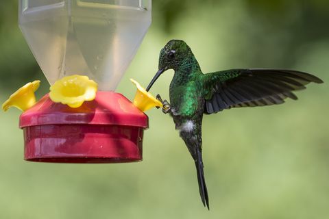 Colibris du Costa Rica